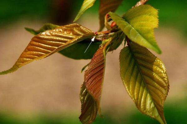 櫻花的病害及其防治，以下四種病害最為常見