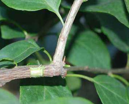 三角梅的繁殖方法，盤(pán)點(diǎn)三種常見(jiàn)繁殖方法(扦插/高壓/播種)