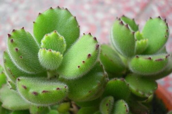 熊童子秋季怎么養(yǎng)，熊童子在秋季的養(yǎng)殖技巧