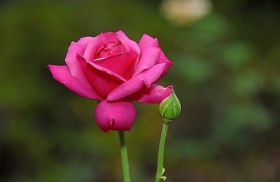 玫瑰花中藥功效是啥，美容護膚、調(diào)經(jīng)止痛