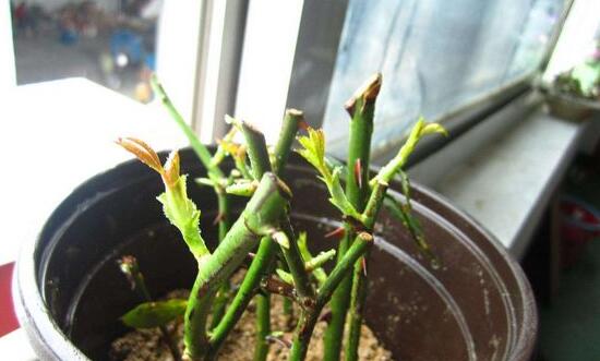 月季什么時候扦插最好，月季花的扦插方法