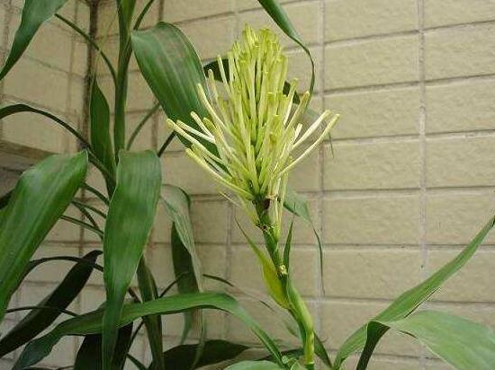 富貴竹會(huì)開(kāi)花嗎，富貴竹開(kāi)花意味著什么