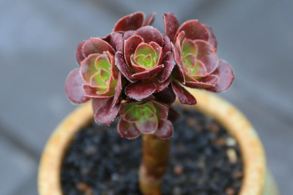 多肉怎么移植，春秋兩季移栽是最合適的