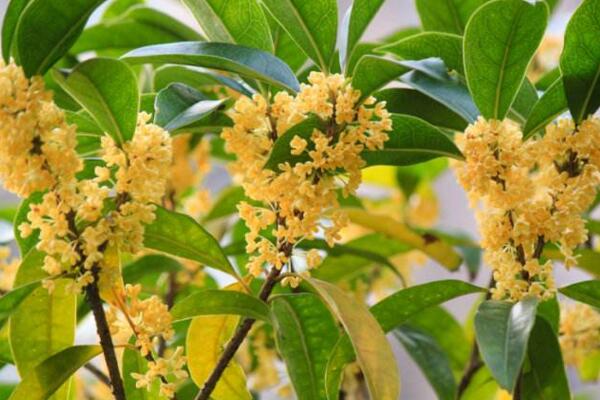 金桂花的養(yǎng)殖方法，掌握以下要點(diǎn)非常重要