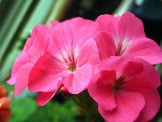 天竺葵花期，天竺葵每年5-7月開花