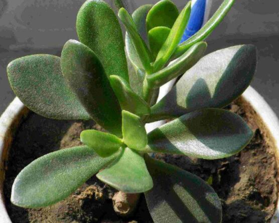 燕子掌炭疽病怎么辦，及時摘除病葉、噴灑藥物(合適溫度光照)