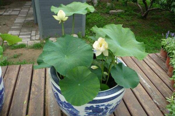 盆栽荷花為什么不現(xiàn)蕾不開花，可能是光照、養(yǎng)分不足