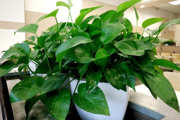 大葉綠蘿葉子發(fā)黃怎么辦，找到原因立即進(jìn)行補(bǔ)救