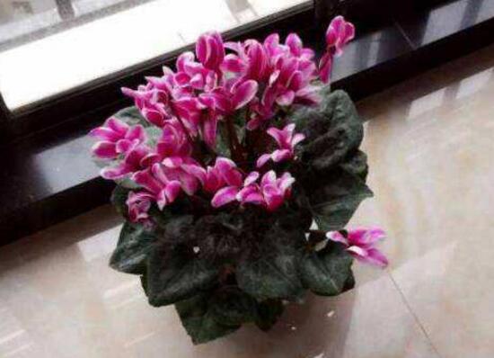 仙客來(lái)可以水培嗎，仙客來(lái)的水培方法