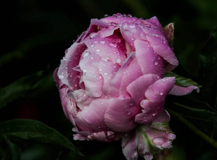 芍藥花籽的種植方法，要及時(shí)的進(jìn)行播種