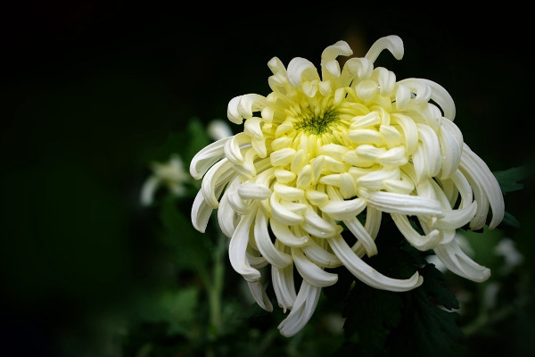 白菊花代表什么意思，高貴/哀思/清純/看清真相等