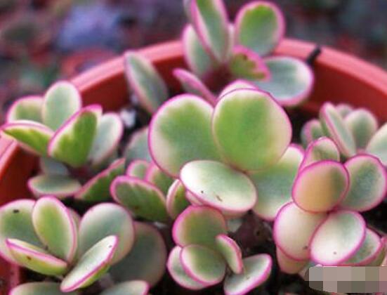 雅樂(lè)之舞怎么澆水，做到澆則澆透原則/忌積水