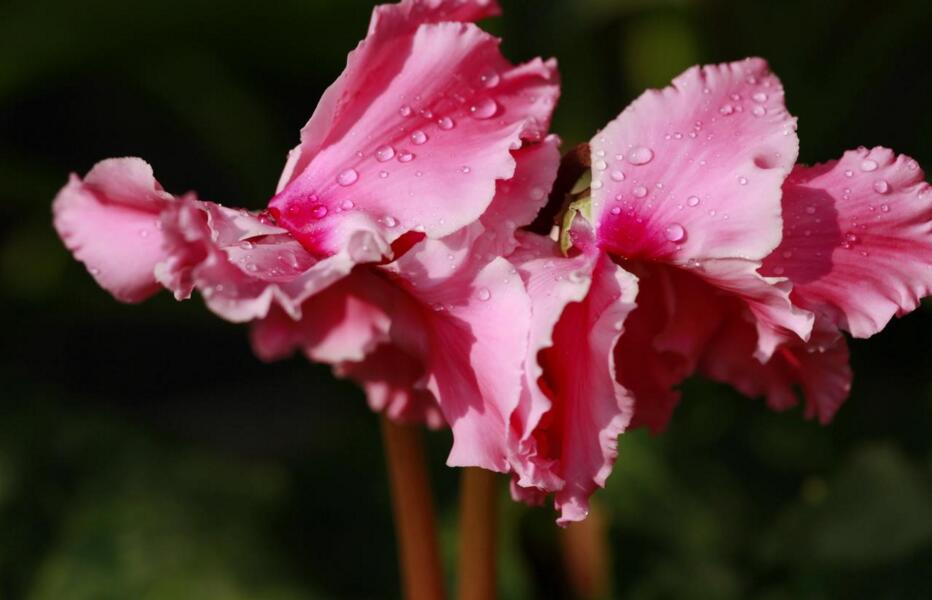 夏季仙客來葉子發(fā)黃，總結(jié)7種葉子發(fā)黃原因