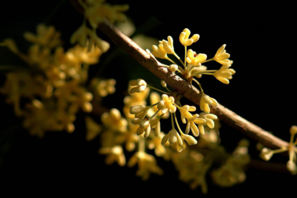 桂花樹(shù)養(yǎng)殖方法和注意事項(xiàng)，在16~26℃接受散射光照