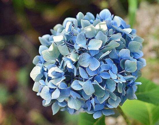 繡球花有毒嗎，繡球花可以放室內(nèi)嗎