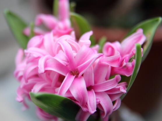 風(fēng)信子盆栽怎么種植，擇飽滿種球、露出土壤2厘米(存活最高)