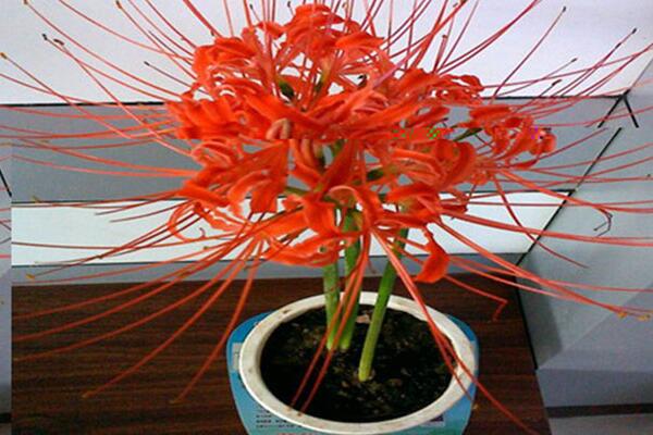 彼岸花的種植方法，只需記住四大要點(diǎn)即可