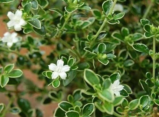 金邊六月雪幾月開花，每年六月份含苞盛放/潔白如雪