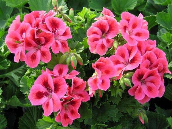 天竺葵怎么養(yǎng)，天竺葵養(yǎng)殖方法