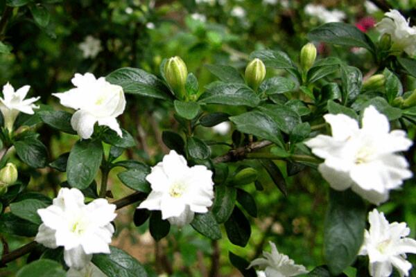 六月雪適合室內(nèi)養(yǎng)殖嗎，做好通風(fēng)可以養(yǎng)在室內(nèi)