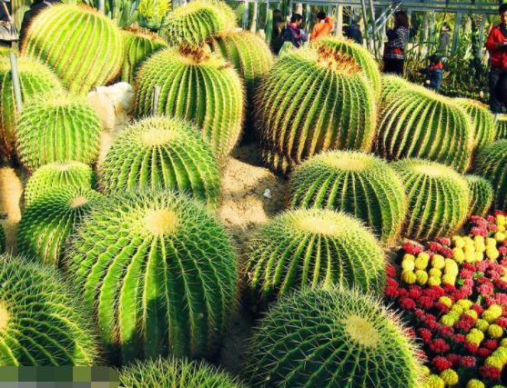 仙人球的擺放風水，陽臺、玄關、書房為風水最好