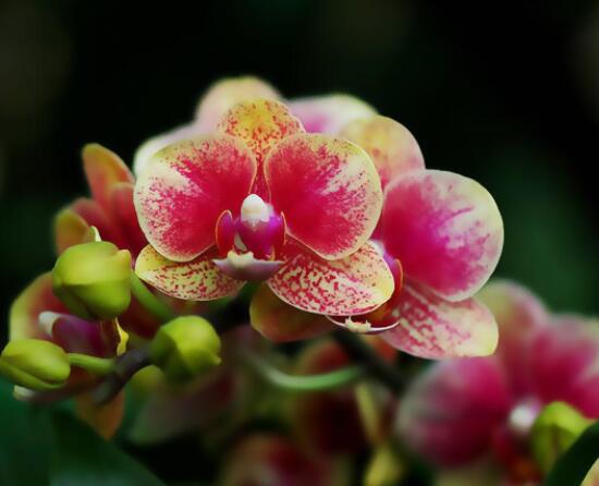 蝴蝶蘭開(kāi)花養(yǎng)護(hù)要點(diǎn)，教你做好五個(gè)必要的養(yǎng)護(hù)條件(缺一不可)