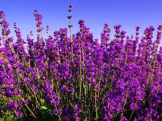 薰衣草的花語是什么，代表著心心相印、愛情的等待