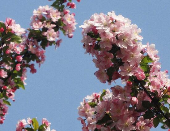 家里為什么不能海棠花，家里養(yǎng)海棠花不吉利