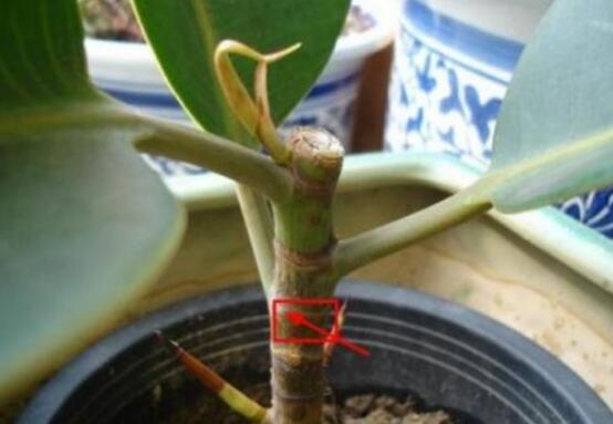 橡皮樹多高怎么去頭，擇理想的高度（生長出芽點(diǎn)）