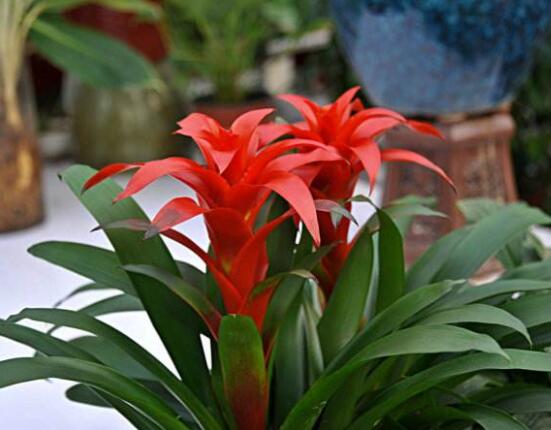 鴻運當頭開花時間，從冬季盛放到春季(半年)