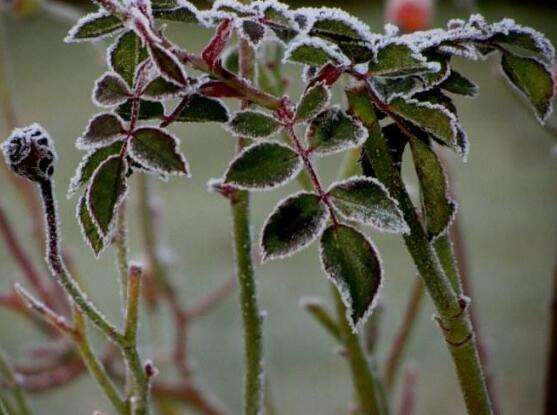 薔薇花葉子發(fā)白怎么辦，薔薇花葉子發(fā)白解決辦法