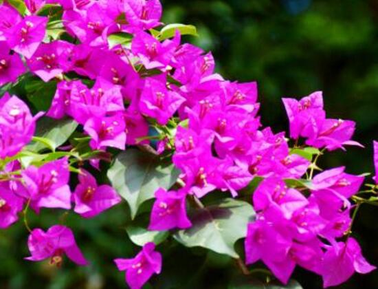 三角梅有毒嗎，三角梅可以放在臥室嗎/有毒不可以