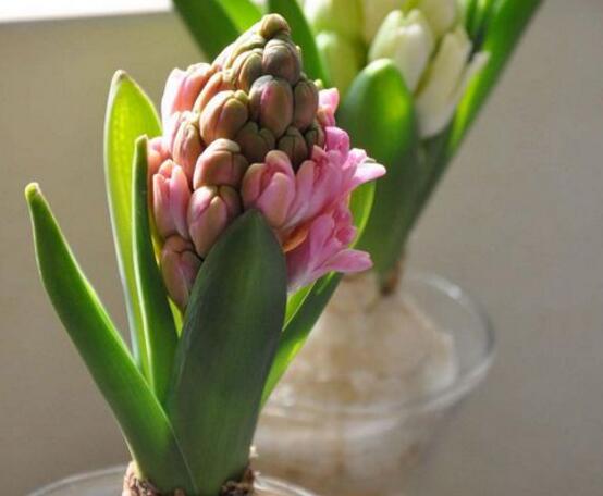 風(fēng)信子水培方法，風(fēng)信子簡(jiǎn)單易學(xué)的四大水培步驟