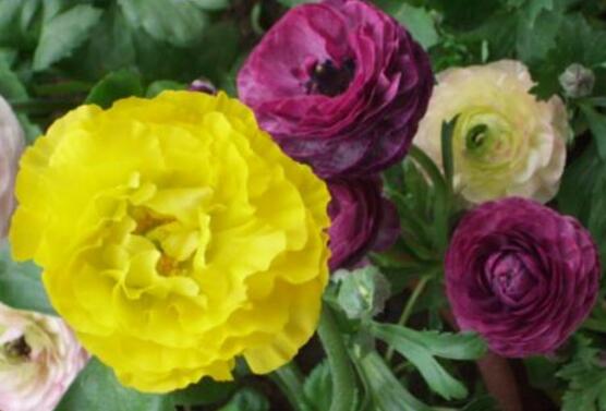 牡丹花功效與作用，盤(pán)點(diǎn)牡丹花七大功效與作用