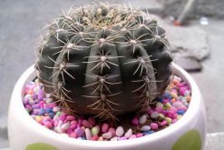 仙人球的養(yǎng)殖方法，養(yǎng)好仙人球做好以下5點(diǎn)最關(guān)鍵"