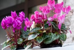 仙客來(lái)花期養(yǎng)護(hù)及花后管理，最重要的5個(gè)步驟"