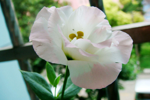 洋桔?；ǖ幕ㄕZ和傳說，永恒的愛/無望的愛/自信堅(jiān)強(qiáng)"