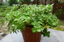 碰碰香的作用，沒想到碰碰香竟然有這么多好處"