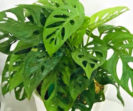 仙洞龜背竹有毒嗎，毒性不強(qiáng)/避免接觸誤食即可