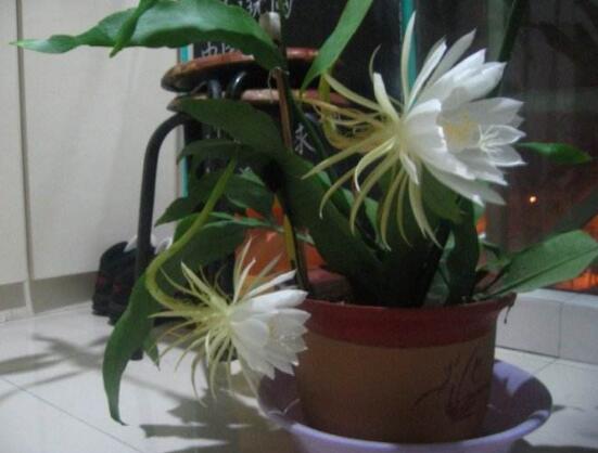 曇花開代表什么預(yù)兆，預(yù)兆著好事成雙、喜事臨門"