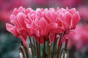 仙客來(lái)的寓意是什么，象征著喜迎貴客的美好寓意"