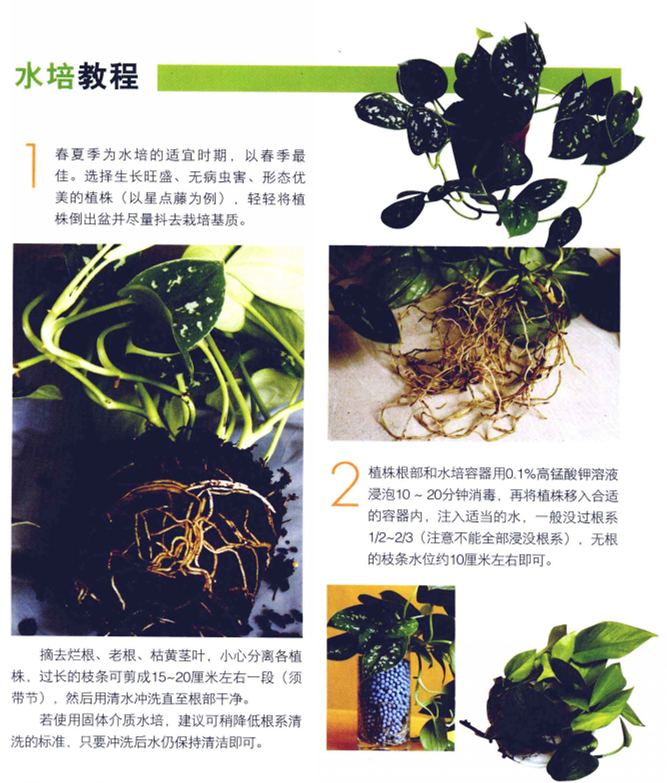 綠蘿水培方法圖解，圖文并茂給你一個全新的水培方法步驟"
