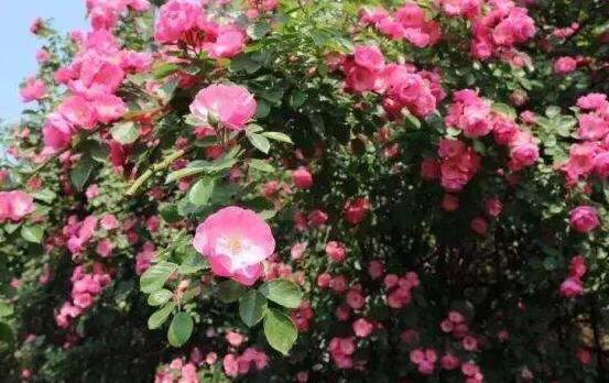 薔薇花幾年能爬滿墻，薔薇花爬墻辦法"