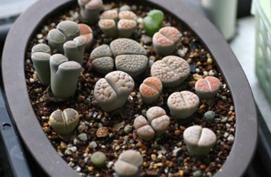 生石花怎么分株繁殖，教你一學(xué)就會五個基本步驟"