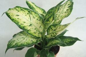 花葉萬年青有毒嗎，花葉萬年青能放室內(nèi)嗎"
