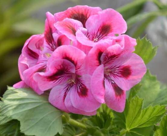 天竺葵幾月可以扦插，一年四季均可扦插(土插與水插)"