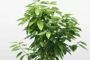 平安樹(shù)栽上多久能施肥，平安樹(shù)怎么施肥"