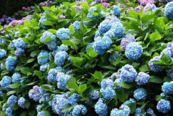 繡球花扦插方法圖解，老農(nóng)教你三點(diǎn)基本步驟"