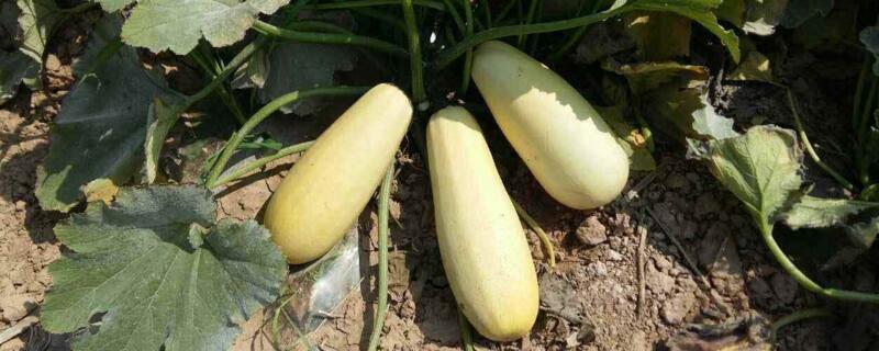 西葫蘆和筍瓜是一個嗎"