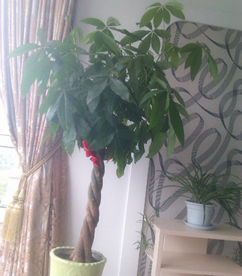 發(fā)財樹怎么修剪，發(fā)財樹的修剪方法圖